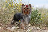 YORKSHIRE TERRIER 406